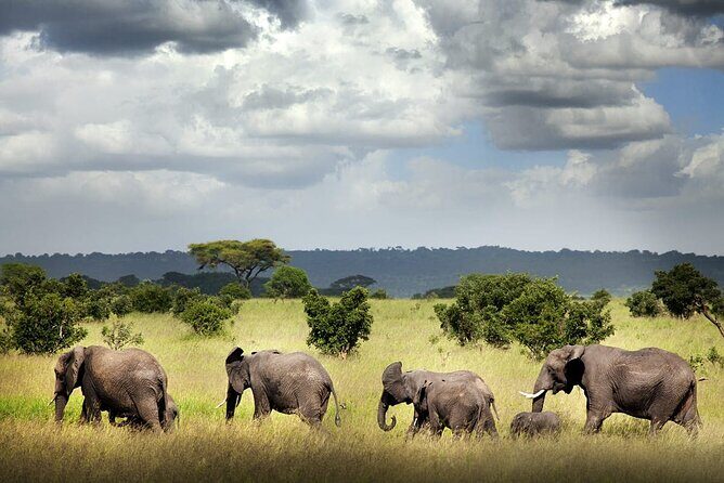 6 Days Mid-Range Tanzania Safari - The Itinerary Breakdown: What to Expect Each Day
