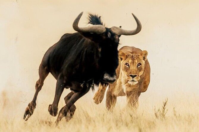 6-Days of Elephants, Wildebeest and Big 5: Kenyas Classic Safari - Transportation, Guides, and Overall Experience