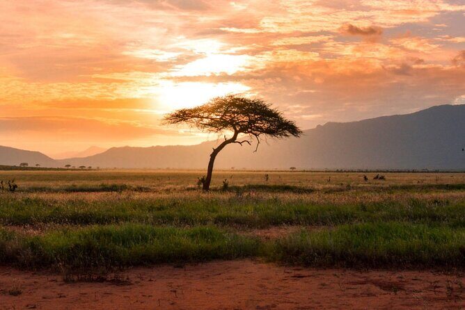 6 Days of Kenyan Wonders: Amboseli, Lake Nakuru, and Masai Mara - In-Depth Review of the 6-Day Kenya Safari