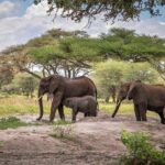 6 Days Private Budget Safari - Day-by-Day Breakdown