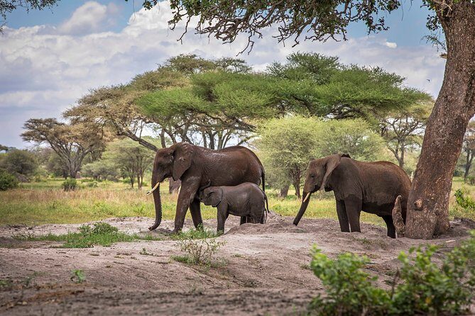 6 Days Private Budget Safari - Day-by-Day Breakdown