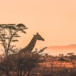 6 Days Private Midrange Tour of Tanzania Safari - What Makes This Tour Stand Out?