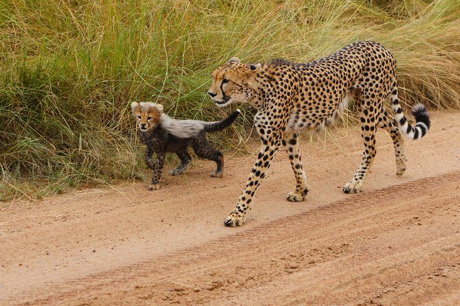 6 Days private safari package Kenya - The Value of This Safari Package