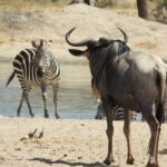 6 Days Private Safari with Mid-range Lodges or Camps - Considerations and Tips