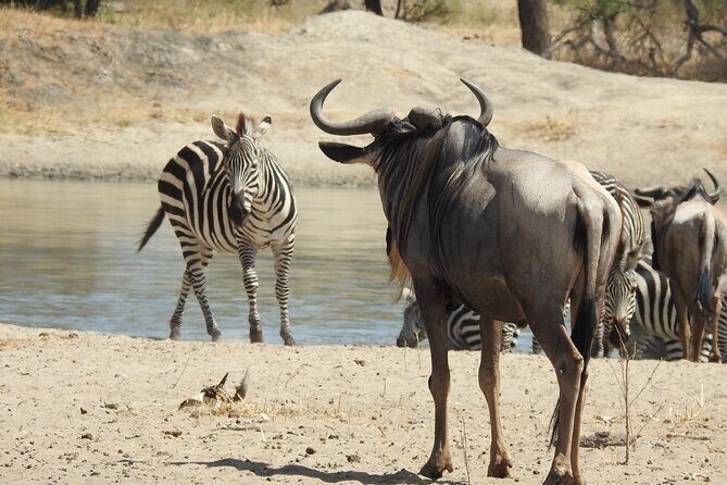6 Days Private Safari with Mid-range Lodges or Camps - Considerations and Tips