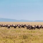 6 Days Private Tour to The Great Wildebeest Migration Calving Season - Who Will Love This Tour?