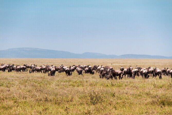 6 Days Private Tour to The Great Wildebeest Migration Calving Season - Who Will Love This Tour?