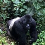 6 Days Rwanda Uganda Budget Wildlife Safari - What Makes This Tour Stand Out?