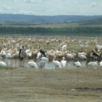 6 Days safari to Amboseli N/P Aberdare N/P, Lake Nakuru N/P and Maasai Mara N/R. - A Closer Look at the Itinerary: What You Can Expect