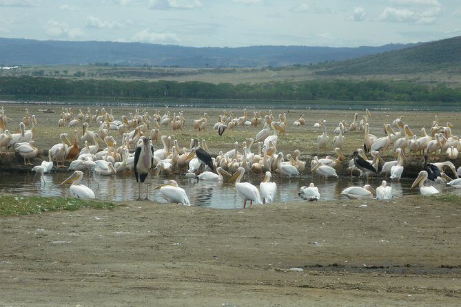 6 Days safari to Amboseli N/P Aberdare N/P, Lake Nakuru N/P and Maasai Mara N/R. - A Closer Look at the Itinerary: What You Can Expect