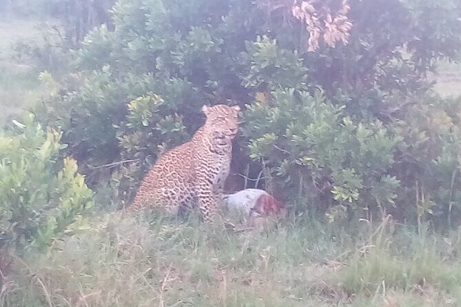 6 Days Safari to Samburu N/R, Aberdare N/P, Nakuru N/P and Maasai Mara N/R. - Why This Tour Delivers Value