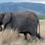 6 Days Safari to Udzungwa Mountain NP, Ruaha NP and Mikumi NP - What Makes This Tour Stand Out?