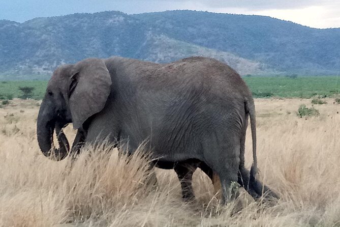 6 Days Safari to Udzungwa Mountain NP, Ruaha NP and Mikumi NP - What Makes This Tour Stand Out?