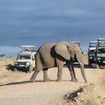 6 Days Safari Tour in Amboseli, Tsavo West and Tsavo East - The Value of This Safari