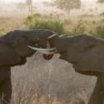 6 Days Selous ,Mikumi Udzungwa National + Boat Safari +Masai culture - Is This Tour Worth It?