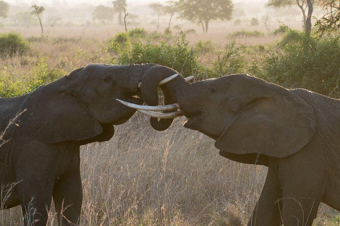 6 Days Selous ,Mikumi Udzungwa National + Boat Safari +Masai culture - Is This Tour Worth It?