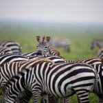 6 Days Serengeti Big Five Mid-Range Lodge Safari in Tanzania - What We Love About This Tour
