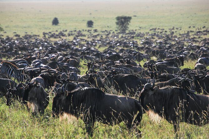 6 Days Serengeti Classic Safaris Odyssey in Tanzania - Final Thoughts: Who Is This Safari Best For?