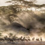 6 Days Serengeti Wildebeest Migration Safari - Authentic Experiences & Insights from Reviewers