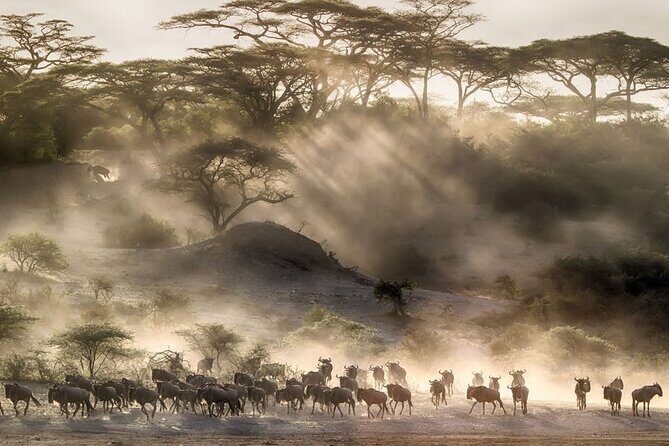 6 Days Serengeti Wildebeest Migration Safari - Authentic Experiences & Insights from Reviewers