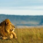 6 Days Tanzania Budget Camping Safari - What the Reviews Tell Us