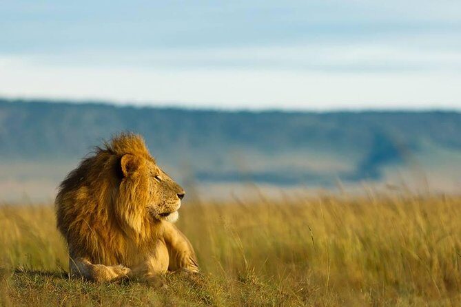 6 Days Tanzania Budget Camping Safari - What the Reviews Tell Us