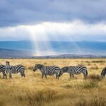 6 Days Tanzania Bush Experience Safari - Practicalities and Tips