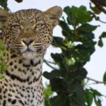 6 Days Tanzania Classic Safari - Detailed Review of the Safari Experience