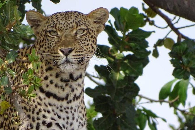 6 Days Tanzania Classic Safari - Detailed Review of the Safari Experience