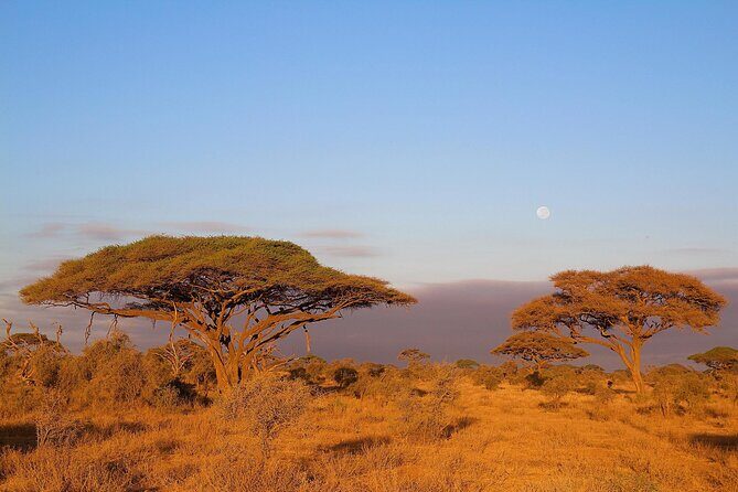 6 Days Tanzania Northern Circuit Safari - Authentic Feedback from Travelers