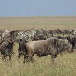 6 Days Tanzania Wildlife Safari Tour - The Itinerary Breakdown: What to Expect Day by Day