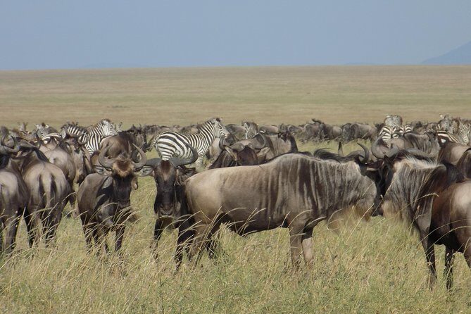 6 Days Tanzania Wildlife Safari Tour - The Itinerary Breakdown: What to Expect Day by Day