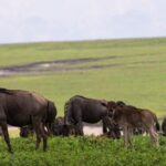 6 Days Tarangire,Serengeti, Ngorongoro & Manyara Mid-range Camping Safari Tour - What to Expect from the Experience