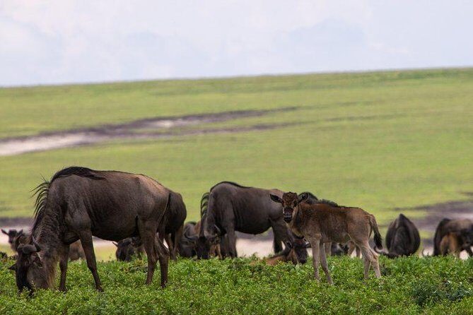 6 Days Tarangire,Serengeti, Ngorongoro & Manyara Mid-range Camping Safari Tour - What to Expect from the Experience