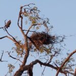 6 Days Victoria Falls Chobe Wildlife and Okavango Delta Tour - Detailed Breakdown of the Itinerary