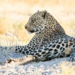6 Hour Pilanesberg Open Vehicle Safari from Johannesburg - Who Is This Safari Best For?