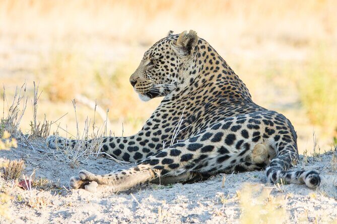 6 Hour Pilanesberg Open Vehicle Safari from Johannesburg - Who Is This Safari Best For?