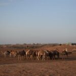 6 Hour Private Evening Desert Safari With BBQ Dinner - Transportation, Timing, and Group Size