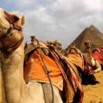 6 Hours visit to Giza pyramids sphinx and Sakkara - Pricing and Value