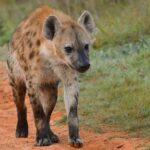 6 nights 7 days Masai Mara budget safari. - A Closer Look at the Itinerary