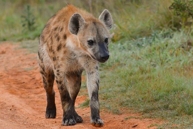 6 nights 7 days Masai Mara budget safari. - A Closer Look at the Itinerary