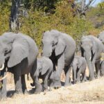 6 Nights 7 days Zebra Trail Moremi - Authentic Insights from Past Travelers