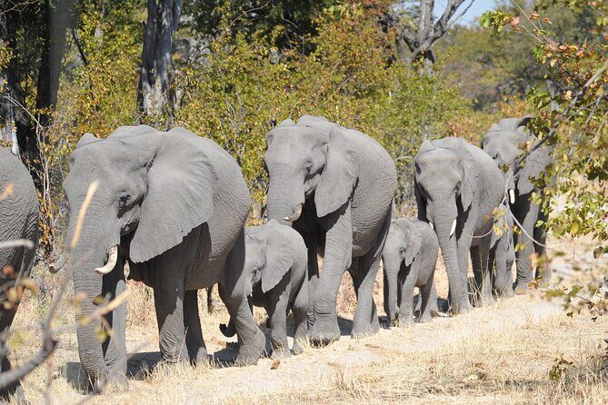 6 Nights 7 days Zebra Trail Moremi - Authentic Insights from Past Travelers