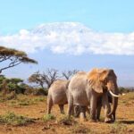 6days Masai mara-lake nakuru via Lake naivasha-Amboseli 4x4 jeep Safari - Deep Dive into the Value