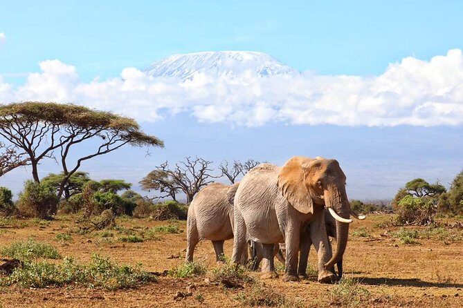 6days Masai mara-lake nakuru via Lake naivasha-Amboseli 4x4 jeep Safari - Deep Dive into the Value