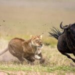 7 Day 6 nights Great Migration Classic Tanzania Safari - Transportation and Comfort