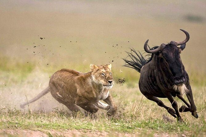 7 Day 6 nights Great Migration Classic Tanzania Safari - Transportation and Comfort