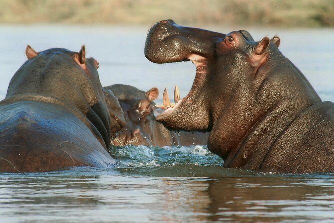 7 Day Grand Tanzania Safari - Why You’ll Love This Safari