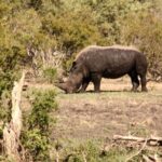 7 Day Guided Safari Tour in Kenya and Tanzania - Practical Considerations
