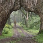 7 Day Joined Safari Serengeti,Ngorongoro,Manyara,Tarangire,Arusha National Park - What Makes This Safari Special?